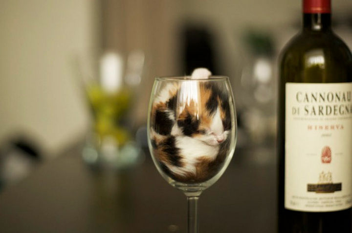 24 Cats Asleep in a State of Bliss - That is the cutest wine glass I've ever seen.