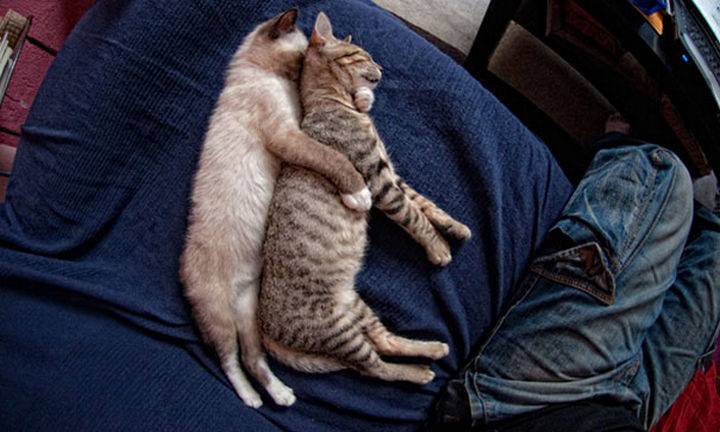 24 Cats Asleep in a State of Bliss - Feline Friends Forever.
