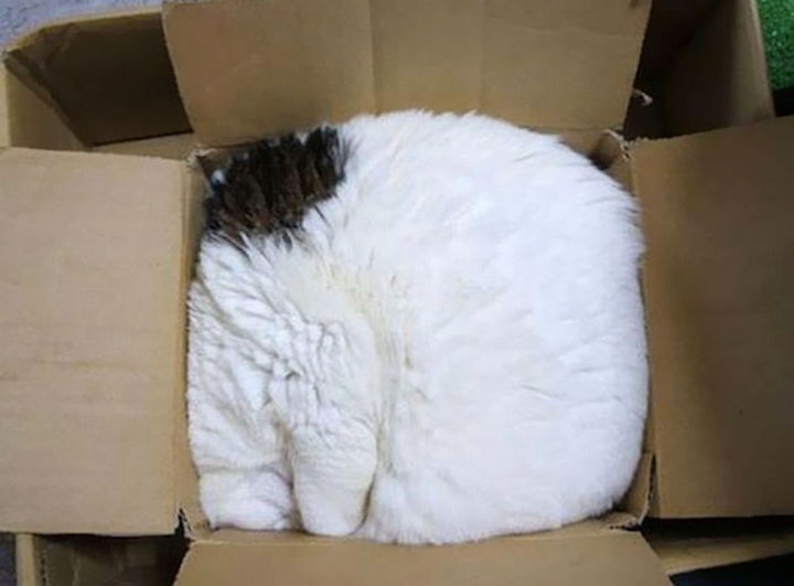 24 Cats Asleep in a State of Bliss - Cat in a box.