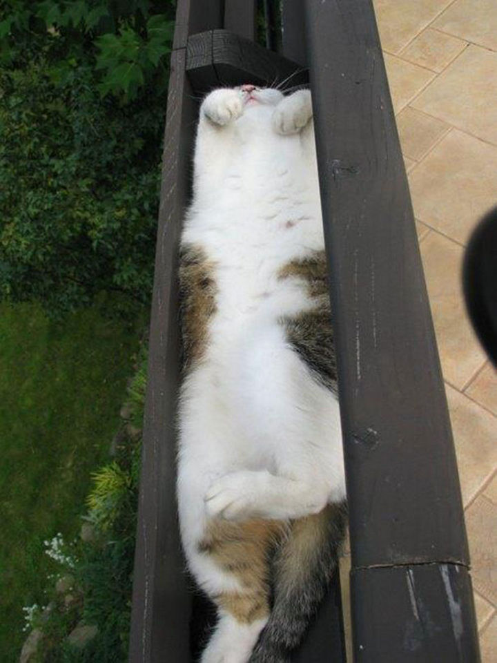 24 Cats Asleep in a State of Bliss - Sleeping in the gutter.