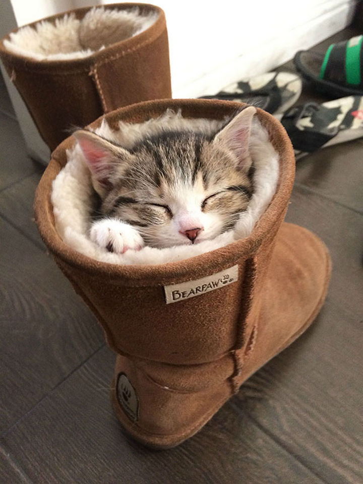 24 Cats Asleep in a State of Bliss - The real Puss in Boots.