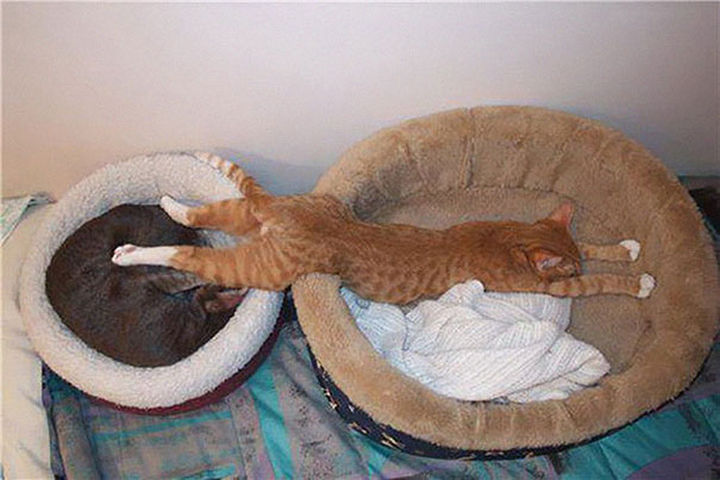 24 Cats Asleep in a State of Bliss - When one bed just won't do.