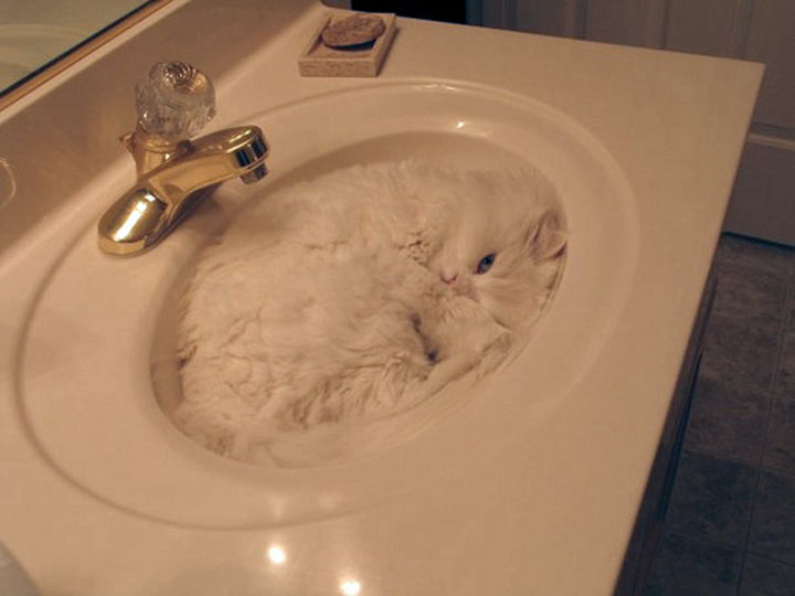 24 Cats Asleep in a State of Bliss - I sure hope that faucet doesn't drip.