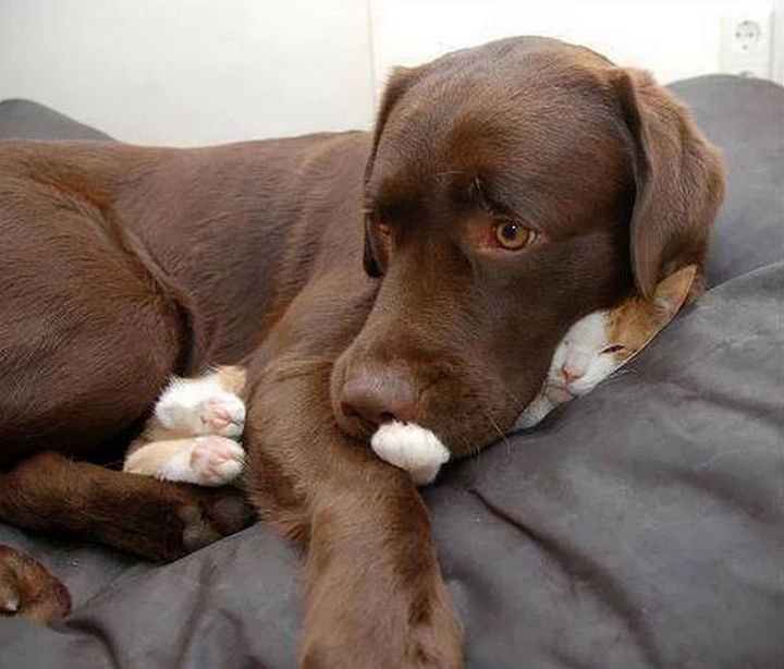 24 Cats Asleep in a State of Bliss - This kitty likes to wear a Lab coat to bed.