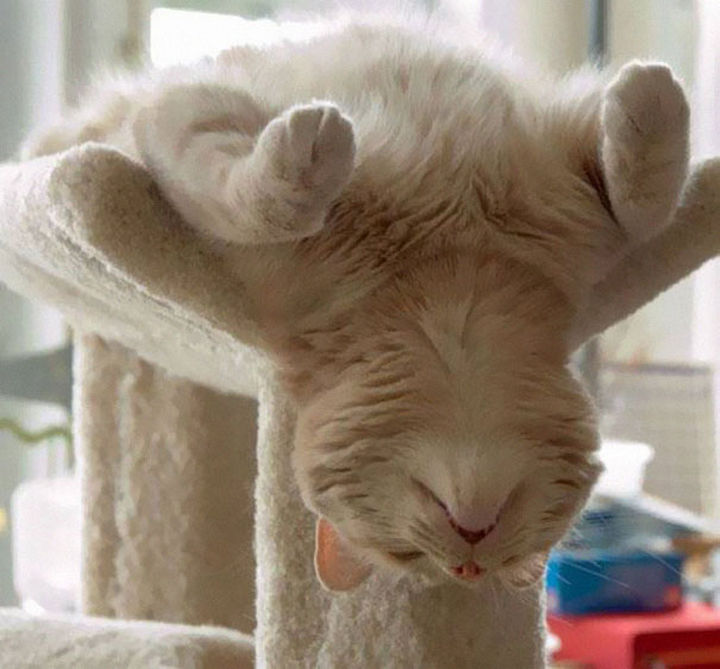 24 Cats Asleep in a State of Bliss - He is down for the count.