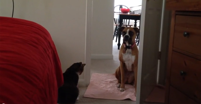 50 Pound Boxer Is No Match for This 5 Pound Cat and Is Afraid to Pass