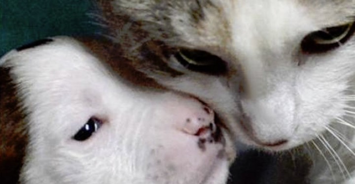 Cat Adopts Newborn Pit Bull Puppy That Was Abandoned.