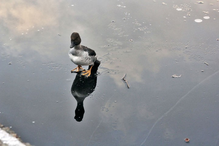 This adorable duck was only walking on the lake looking for food.