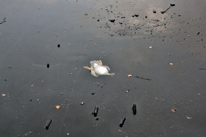 The duck then passed through the ice and was stuck underneath the ice and unable to break to the surface.