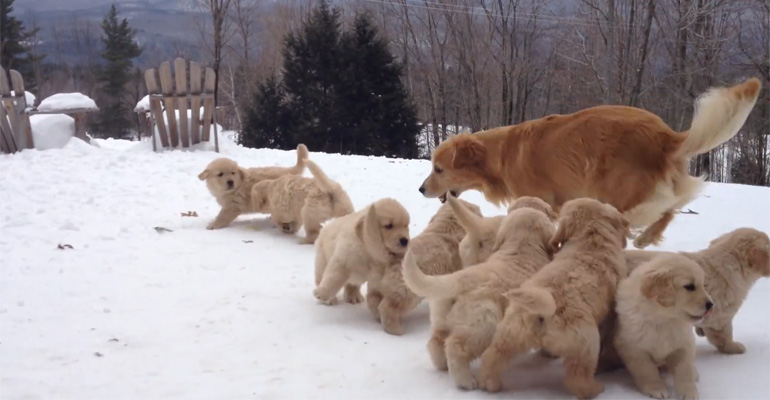 Watch This Golden Retriever Play and Get Swarmed by Her Little Pups. Priceless.