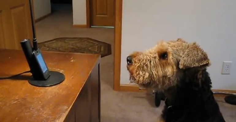 Stanley the Talking Dog "Talks" to His Mommy on the Phone.