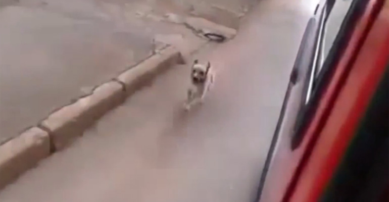 The Reason Why This Dog Is Chasing an Ambulance Will Melt Your Heart