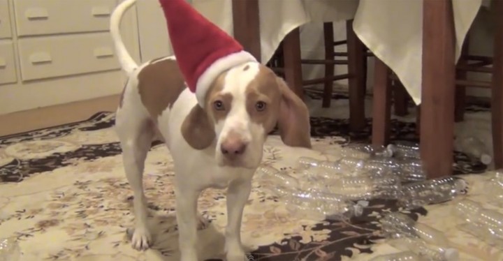This Dog Received 210 Plastic Water Bottles for Christmas.