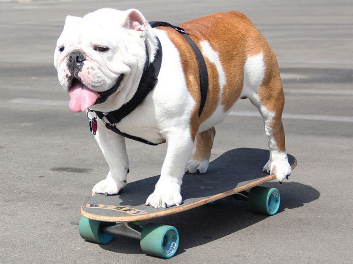 15 Things Only Bulldog Owners Will Understand - They can rule a skateboard faster than anyone we know.