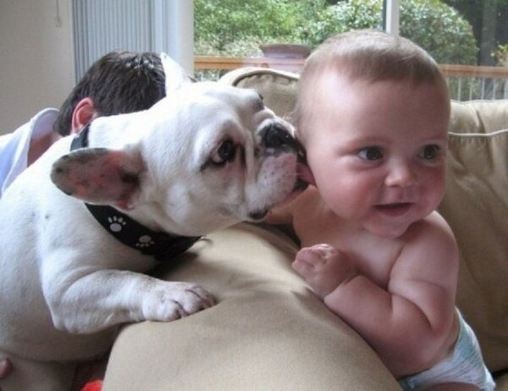 15 Things Only Bulldog Owners Will Understand - Everybody loves their big, slobbery kisses.