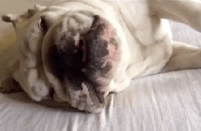 15 Things Only Bulldog Owners Will Understand - Bulldogs can get a little lazy at times so eating while laying down comes in handy.