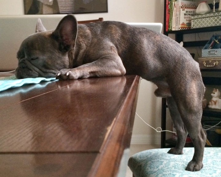 15 Things Only Bulldog Owners Will Understand - They like to nap anywhere and everywhere.