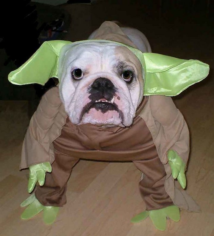 15 Things Only Bulldog Owners Will Understand - Bulldogs look perfect in almost any Halloween costume and they'll be proud to wear it.