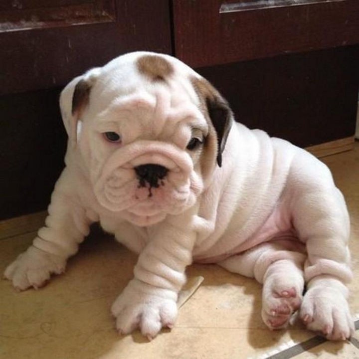 15 Things Only Bulldog Owners Will Understand - Nobody looks cuter with wrinkles than a baby Bulldog. You'll want to hug them forever!
