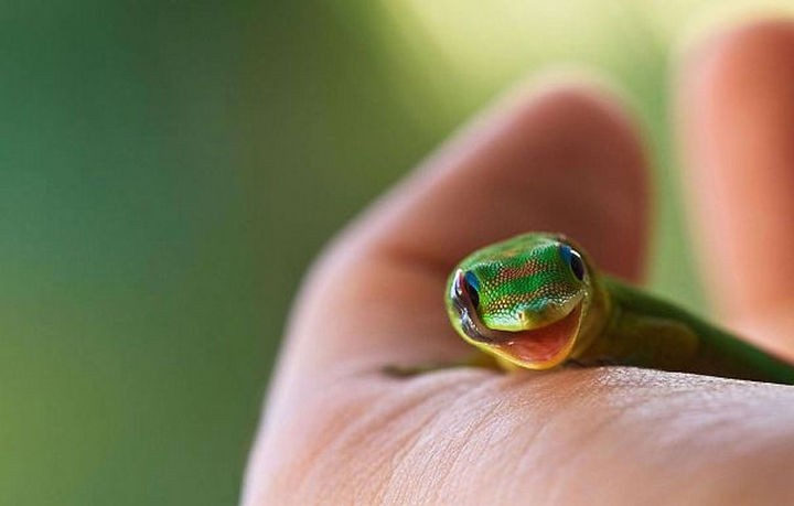 18 cute pictures of lizards and reptiles - A happy little gecko.