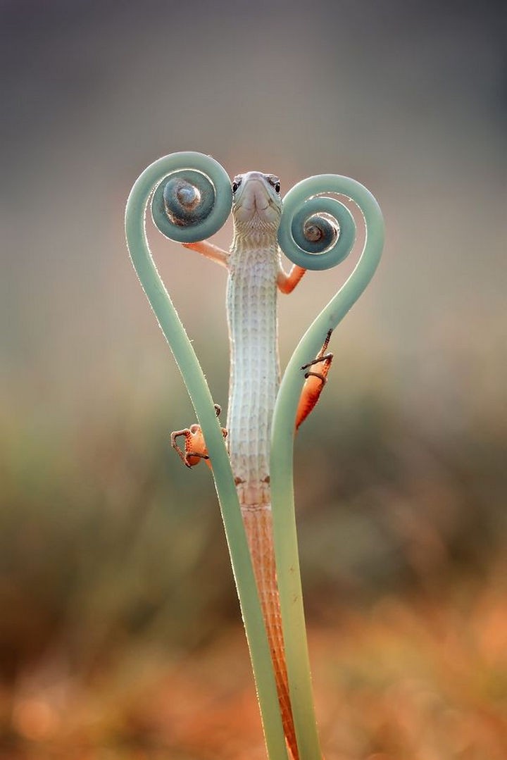 18 cute pictures of lizards and reptiles - This lizard made a heart just for you.
