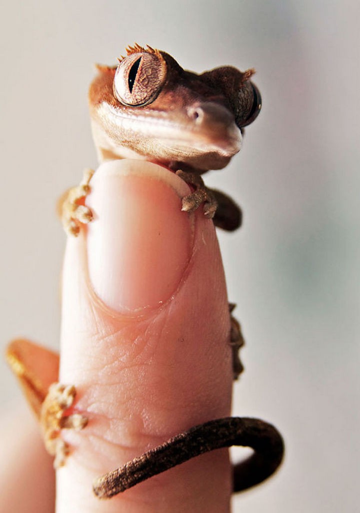 18 cute pictures of lizards and reptiles - This tiny gecko fits right on your fingertip.