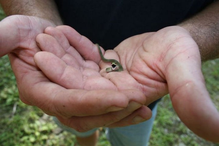 18 cute pictures of lizards and reptiles - This little grass snake is gentle and loves humans.