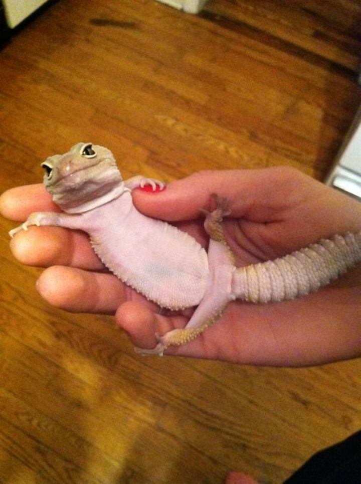 18 Adorably Cute Reptiles That Will Make You Go Awww
