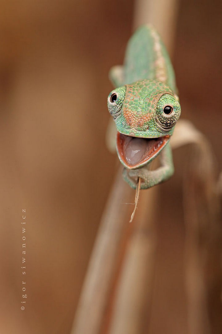 18 Adorably Cute Reptiles That Will Make You Go Awww