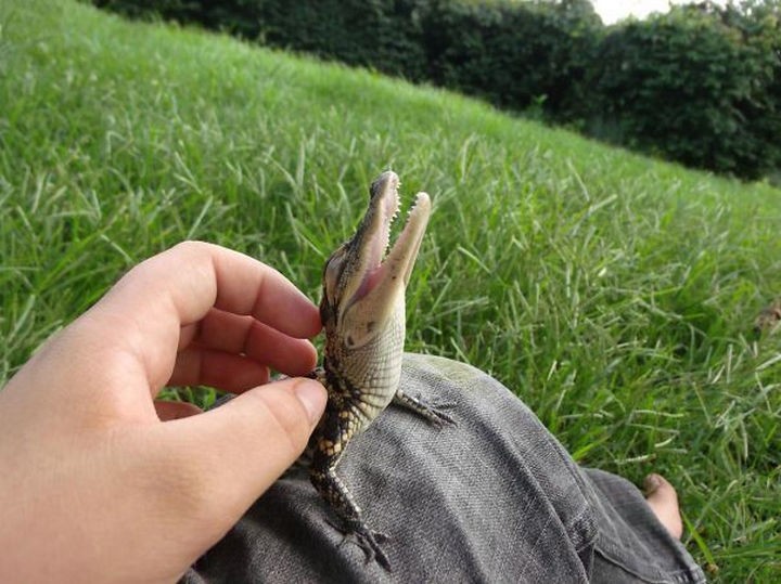 18 cute pictures of lizards and reptiles - Who doesn't love a nice backrub?
