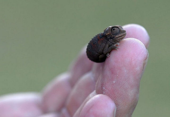 18 cute pictures of lizards and reptiles - Incredibly small baby chameleon.
