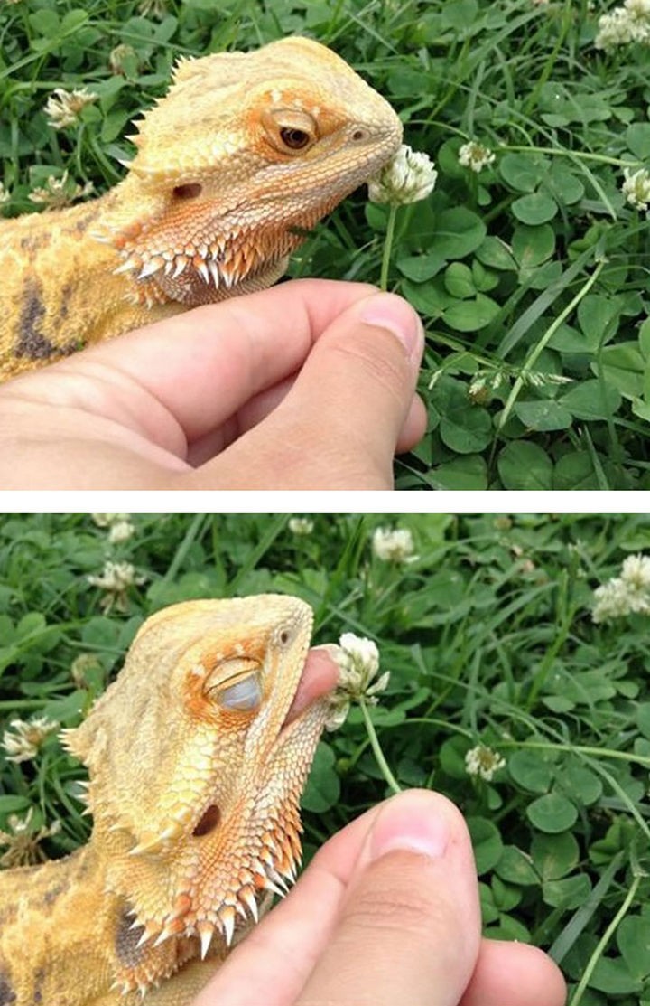 18 cute pictures of lizards and reptiles - Another bearded dragon enjoying nature.