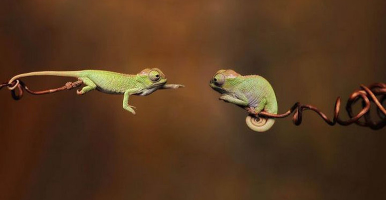 18 Cute and Adorable Reptile Photos That Will Make You Love These Sometimes Misunderstood Vertebrates