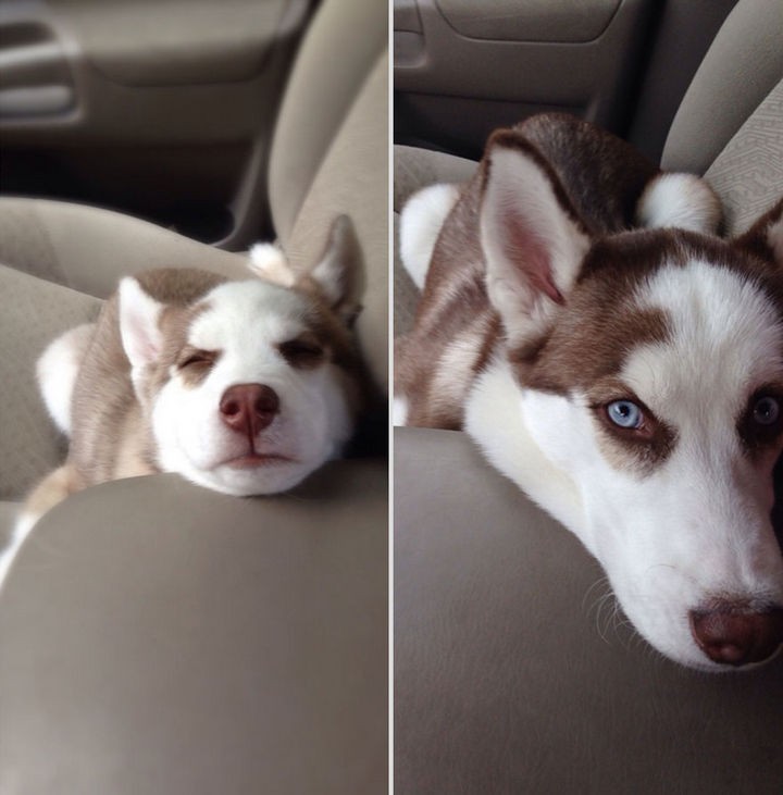 24 Before and After Photos of Pets and Their Humans - 7-month difference.