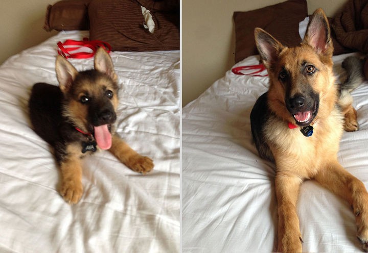 24 Before and After Photos of Pets and Their Humans - 5 month difference.