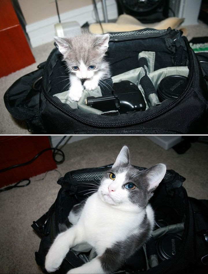 24 Before and After Photos of Pets and Their Humans - 6 month difference.