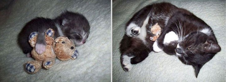 24 Before and After Photos of Pets and Their Humans - Before and after.