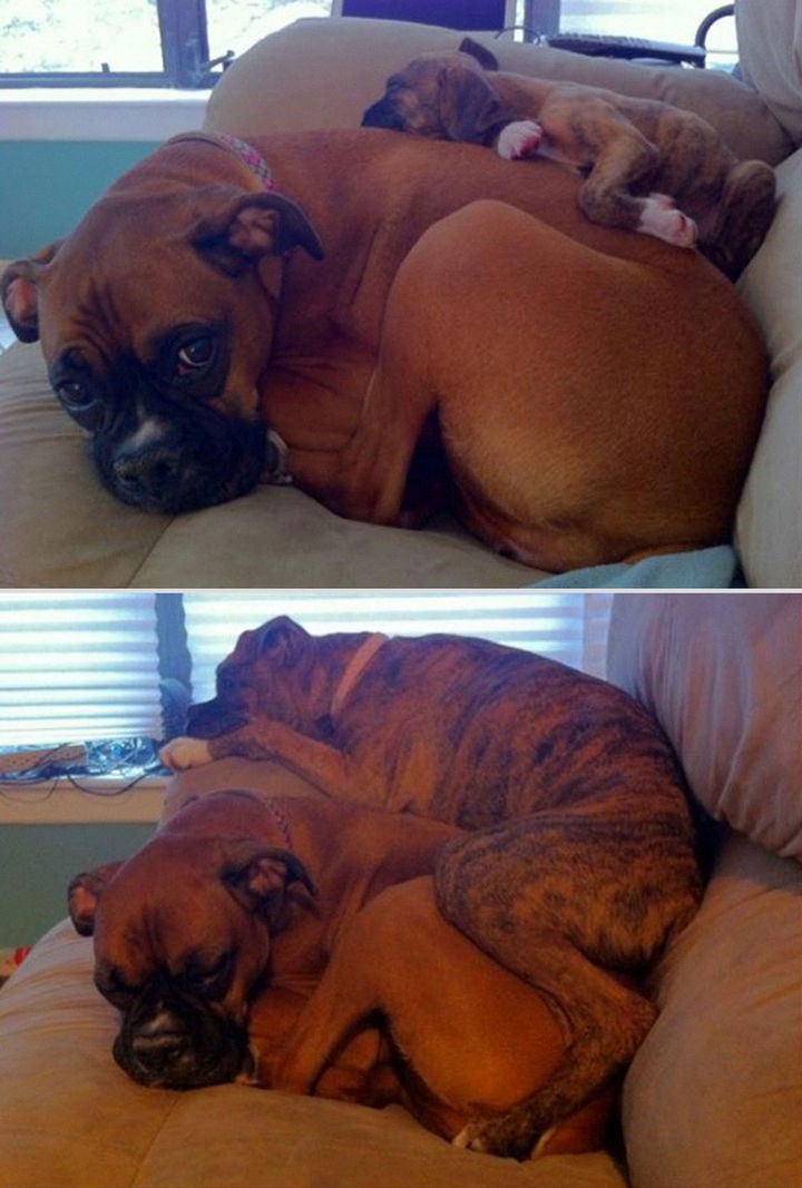 24 Before and After Photos of Pets and Their Humans - 3 month difference.