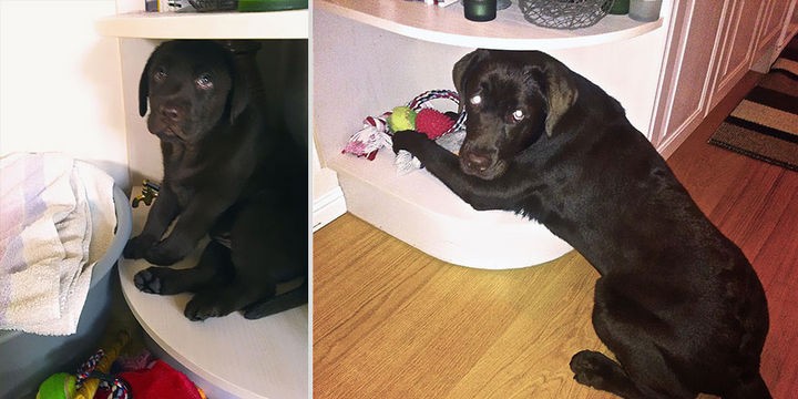 24 Before and After Photos of Pets and Their Humans - 3 month difference.