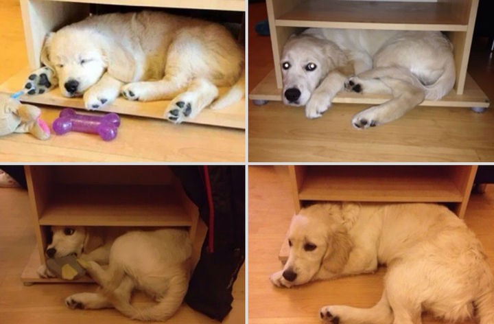 24 Before and After Photos of Pets and Their Humans - 1 year difference.