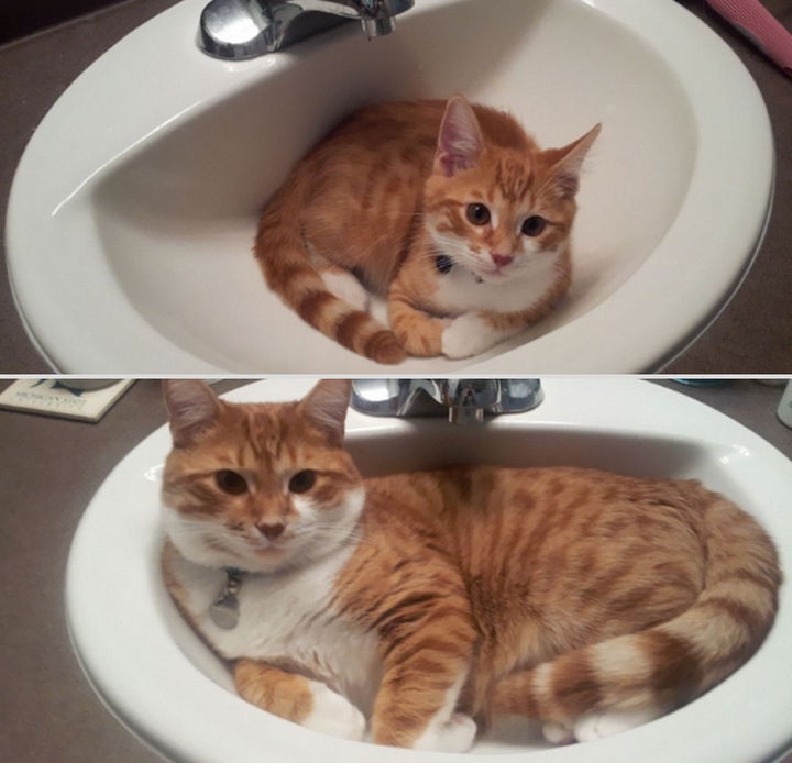 24 Before and After Photos of Pets and Their Humans - 6 month difference.