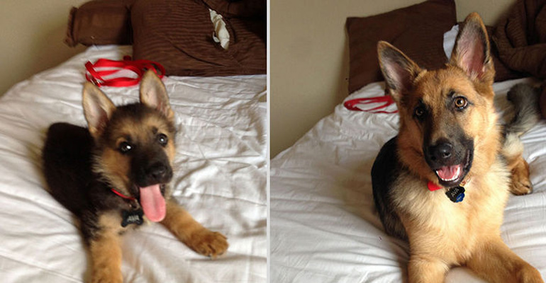 24 Precious Before and After Photos of Pets and Their Humans