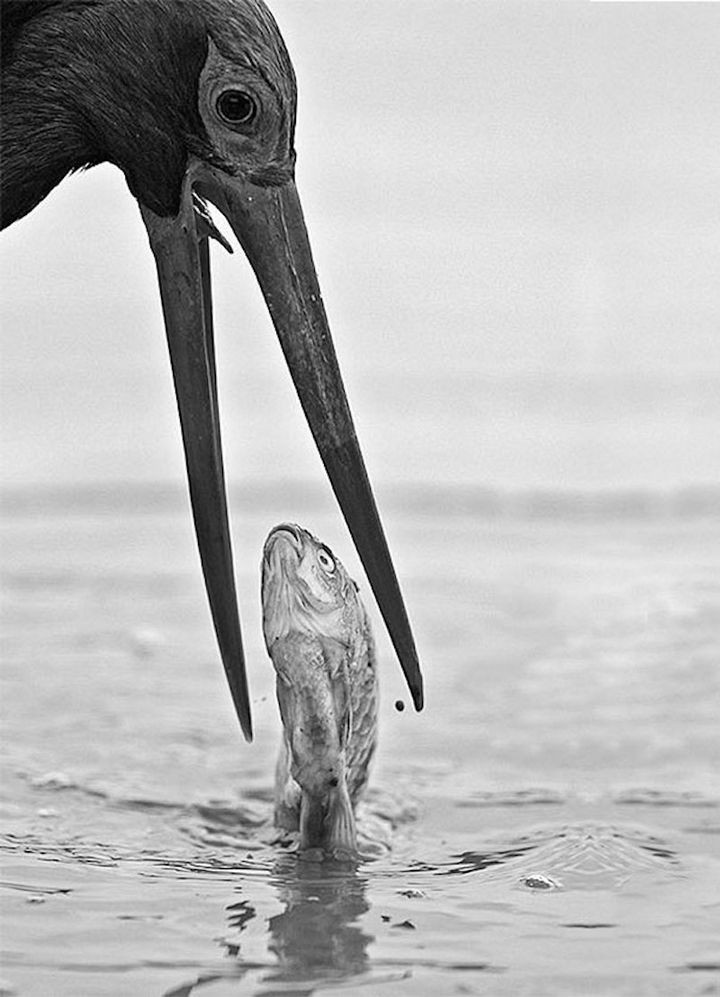 30 Perfectly Timed Photos.