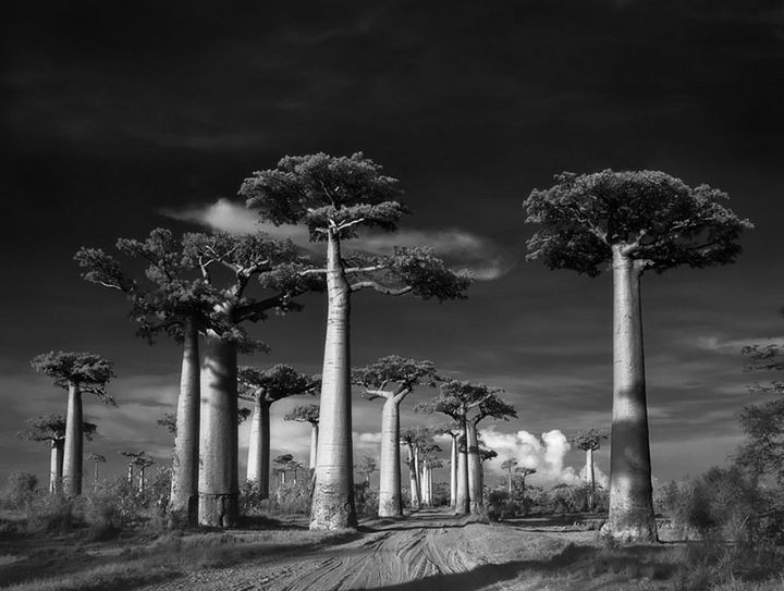 Avenue of the Baobabs is just one of many beautiful tree pictures by Photographer Beth Moon.