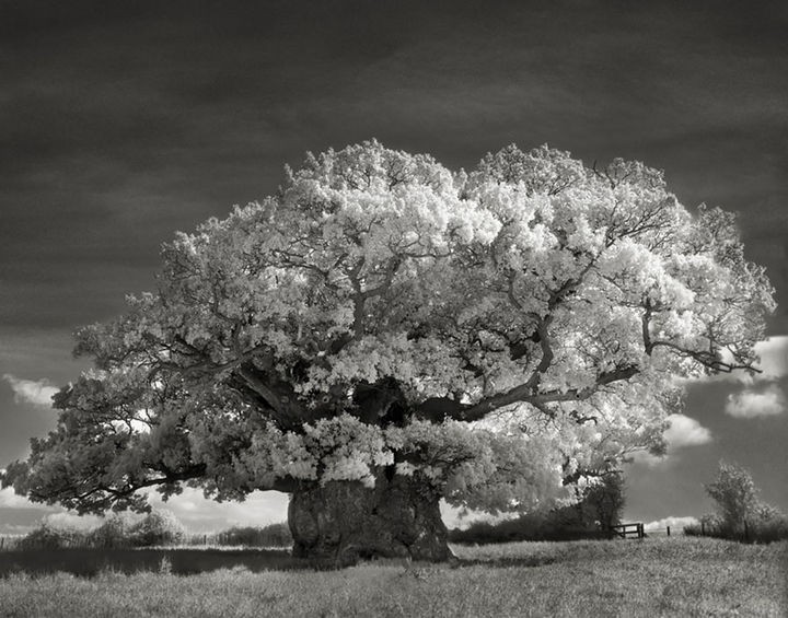 The Bowthorpe Oak