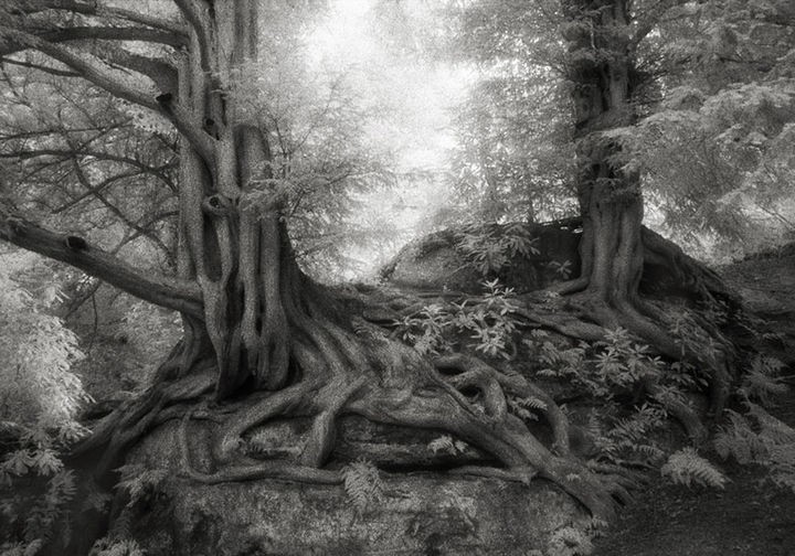 The Yews of Wakehurst