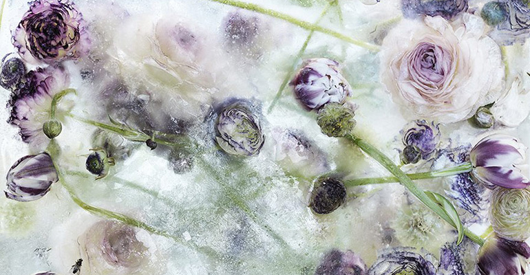 Artist Uses Flowers Frozen in Blocks of Ice to Create Dramatic Pieces of Art