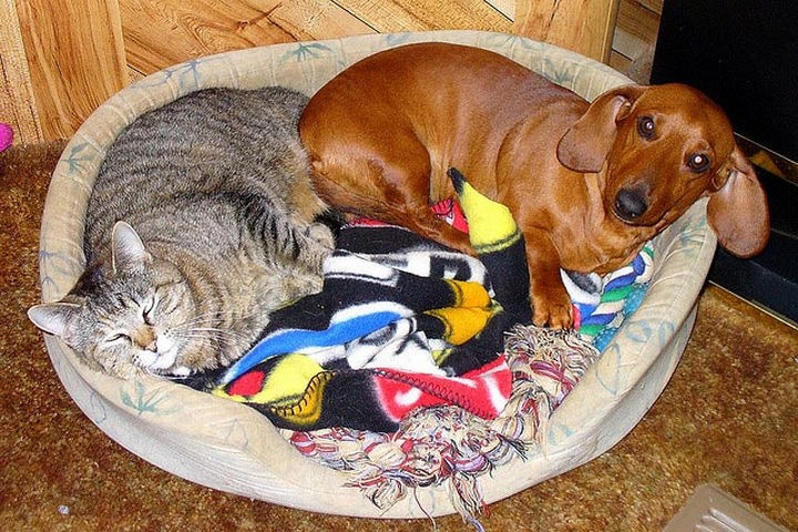 A bed for two. Sharing is caring.