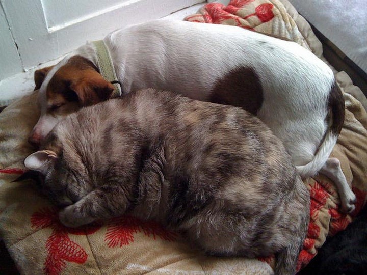 23 Dogs and Cats Sleeping Together - First we rest, then we play!