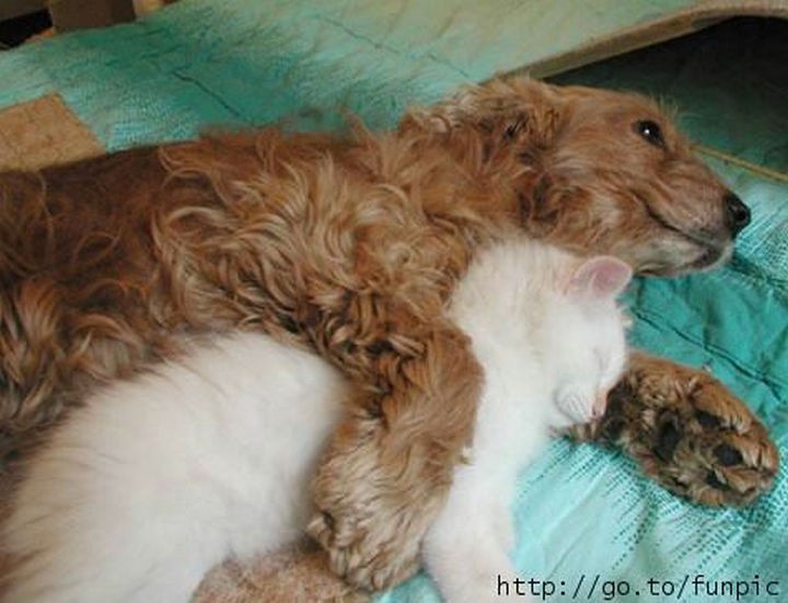 23 Dogs and Cats Sleeping Together - I bet he doesn't want to move and disturb the cat. So thoughtful!